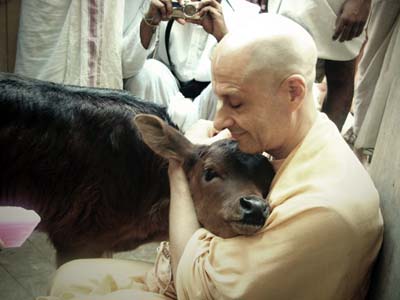 Radhanath Swami Embressing Calf